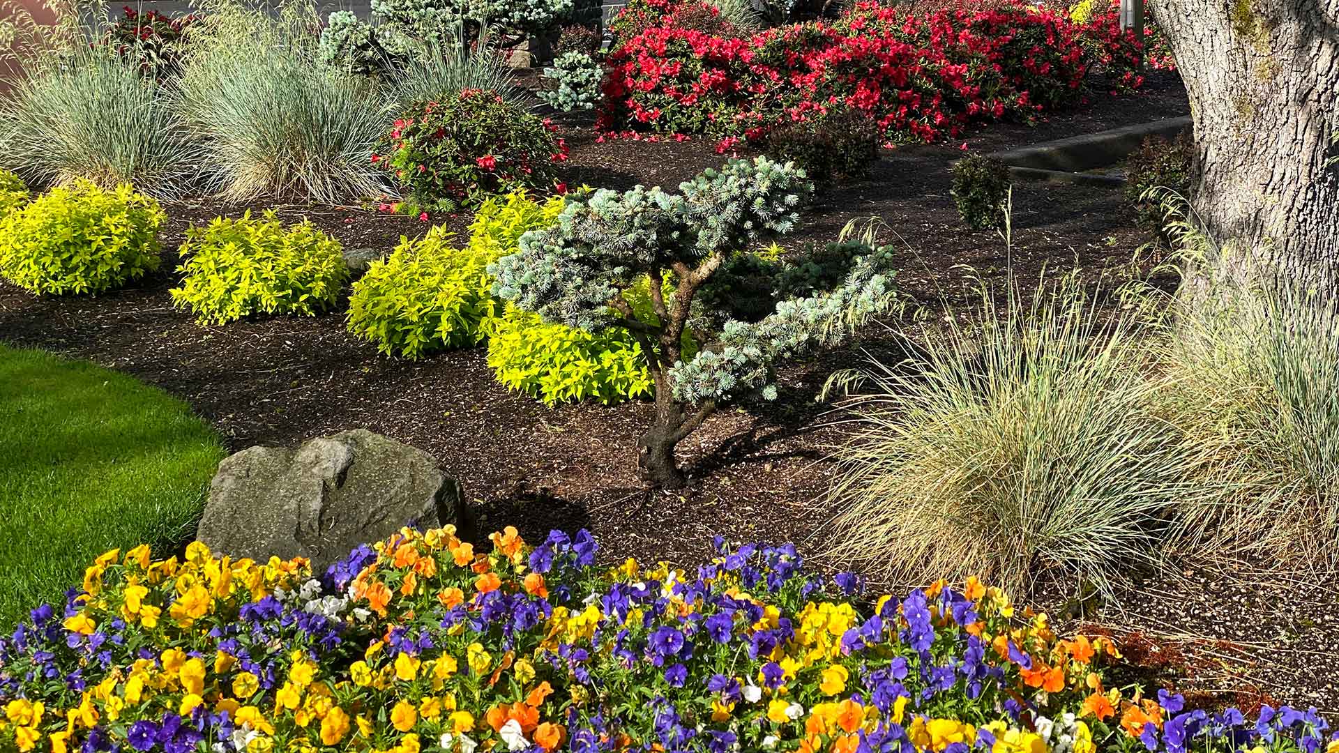 Landscape bed with shrubs, plants, and annual flowers in Vancouver, WA.