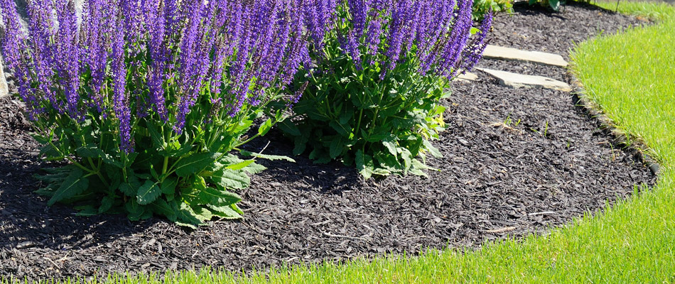 Black mulch that we installed in a landscaping bed at a home in Vancouver, WA.