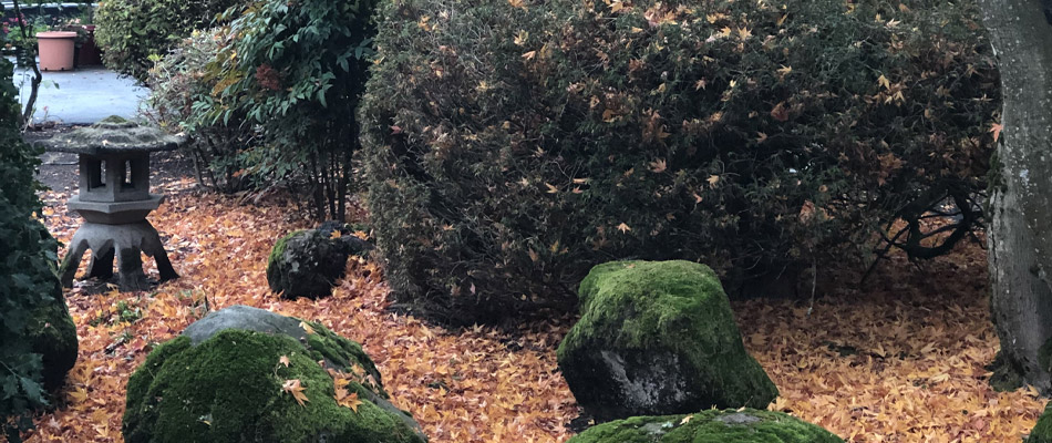Fall leaves that need cleaned up from a property in Camas, WA.
