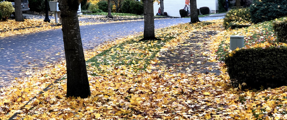 Fall leaves that have fallen from the trees.
