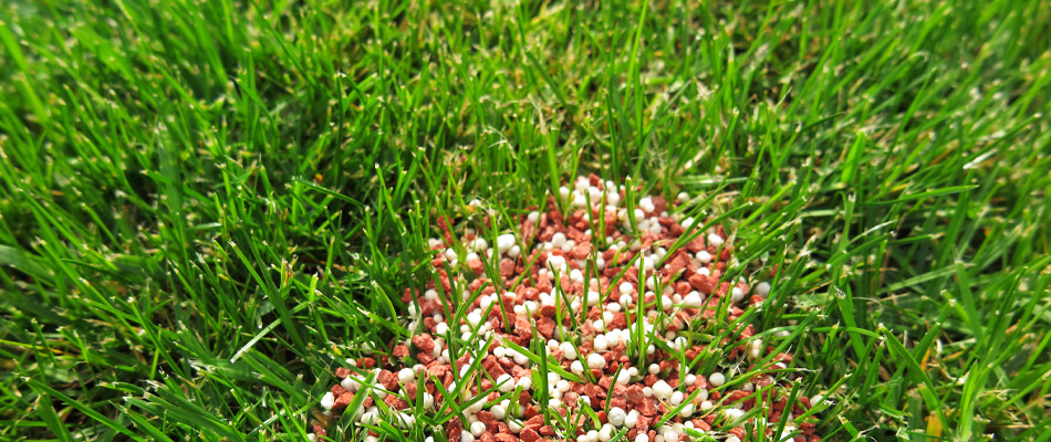 Close up photo of fertilizer in the grass.