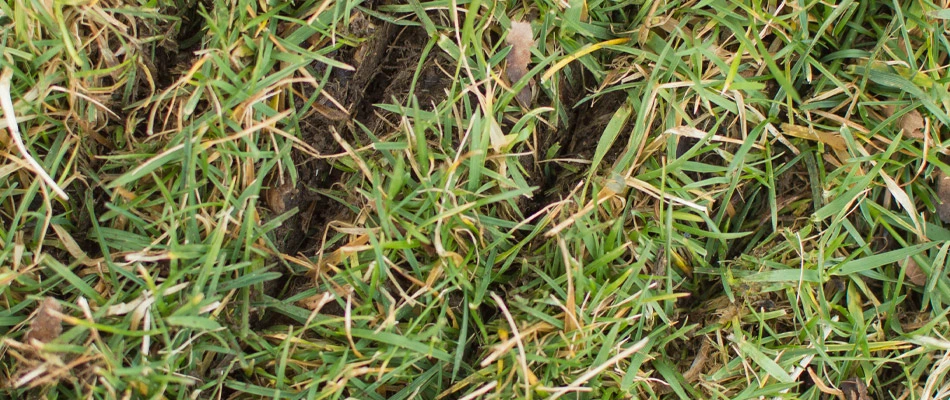 Close up of a lawn after our slit seeding service to repair the lawn.
